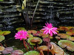 -国家植物园南园