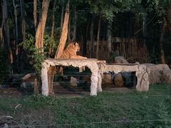 -清迈夜间动物园