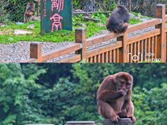 -峨眉山风景名胜区