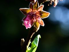 -桃花涧