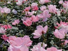 -人民公园(罗湖区)