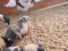 -中国马镇舞马世界主题乐园