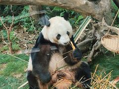 景点-成都大熊猫繁育研究基地