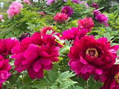 -合肥三国新城遗址公园