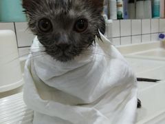 -猫大福·Fortune Cat猫舍(百子湾店)