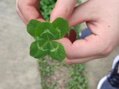 -三圣花乡旅游区