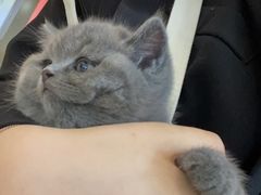 -屋虎猫馆(宝安大仟里店)