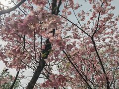 -南山植物园
