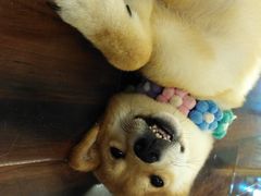 -豆柴町-柴犬主题狗咖(红鼎国际C座店)