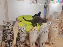 -有喵·猫咖·狗咖·30几只猫10只小狗(岗厦店)