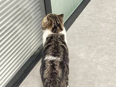 -凯特喵百思猫专科医院