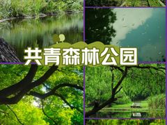 -上海共青森林公园