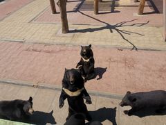 -西霞口神雕山野生动物世界