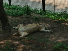 -大连森林动物园