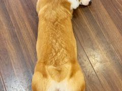 -柯斗斗主题餐厅·狗咖·围炉煮茶·茶饮(国瑞升平里店)