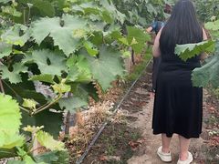 -马陆小张葡萄园农家乐