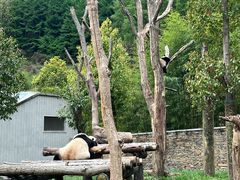-卧龙中华大熊猫苑神树坪基地