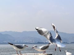 -海埂大坝
