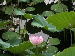 -荔湾湖公园
