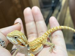 -酷以爬仙阁实体爬宠店·守宫·蜥蜴·专业繁育