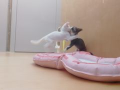 -帕帕拉兹宠物(亚洲旗舰店)