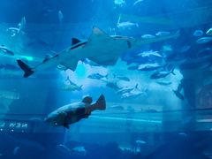 -迪拜水族馆及水下动物园