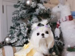 -萌宠之家·腊肠犬·马尔泰·小体犬舍