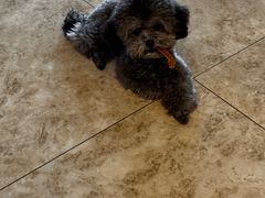 -天宠宠物医院24小时·急重症诊疗中心·全科·腔镜特色(和平分院)