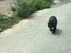 -西安秦岭野生动物园