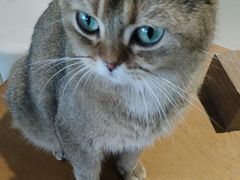 -藏猫猫咖啡主题馆(中央大道店)