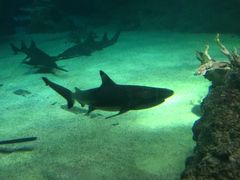 -悉尼海洋生物水族馆
