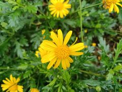 -越秀山游泳场