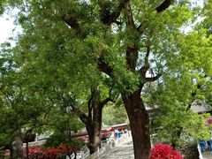 -红螺寺