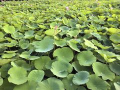 -梁鸿国家湿地公园