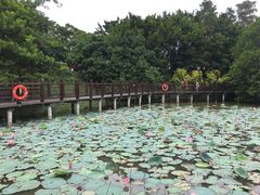 -大湾区中央湿地公园