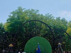 -呀路古热带植物园