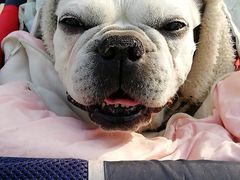 -宠福鑫动物医院(城北分院)