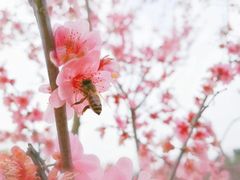 -秀丽东方