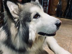 -more than meow吴止猫主题餐厅(承德 中船汇店)