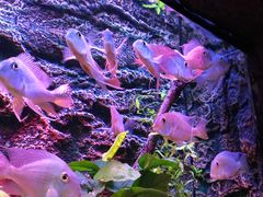 -上海海洋水族馆