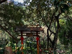 -金花茶公园