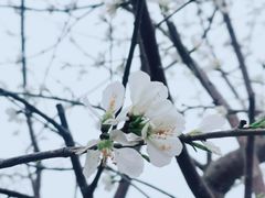 -桃花堤公园
