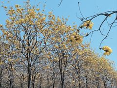 -天适樱花悠乐园