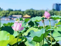-陶然亭公园