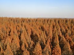 -黄海国家森林公园