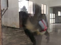 iphone_upload_pic-西安秦岭野生动物园