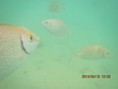 android_upload_pic-东姑阿都拉曼海洋公园