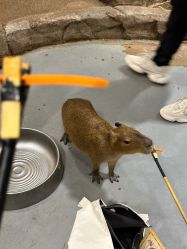 -Zoolung Zoolung动物主题公园(海信广场店)