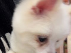-FAELING PETS美天灵宠物(富力广场店)