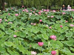 -莲花池公园